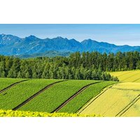 Private Car Tour to Biei Furano and Blue Pond from Sapporo