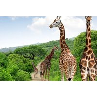 Full Day Phezulu Safari & Durban City Tour