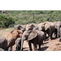 Private Nairobi National Park &Crescent Island Sanctuary Naivasha