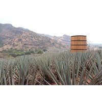 Horseback Riding among Agaves and Food: Experience the Morning in Amatitan