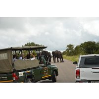 3 Hour Open Vehicle Afternoon Safari In Pilanesberg National Park