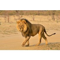 Exciting Hluhluwe-Imfolozi Open Vehicle Wildlife Adventure