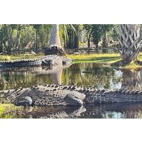 From Huatulco : Crocodile and Turtle Eco Tour
