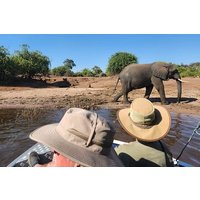 Gentle Giants at the Water’s Edge: Half day Chobe River Safari