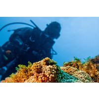 Coastal Dive