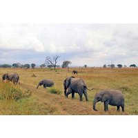 3 Days, 2 Nights in the Heart of Mikumi National Park