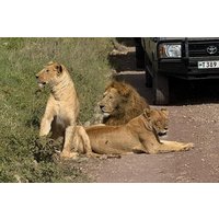 6 Days Luxury Tanzania Safari Serengeti, Ngorongoro and More