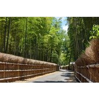 Kyoto's Hidden Bamboo Grove : Escape the Tourist Crowds