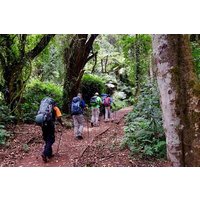 8 Days Mount Kilimanjaro Trek Tour Lemosho Route