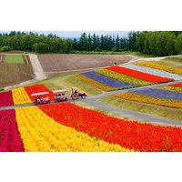 Hokkaido: Biei Blue Pond & Furano Lavender Farm Day Tour