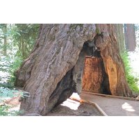 Calaveras Big Trees State Park Day Tour