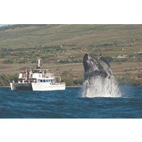 2-Hour Maui Whale Watch from Lahaina Harbor, Maui