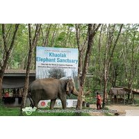 Khao Lak Ethical Elephant Observation Tour – No Riding