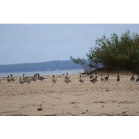 Mewia Lacha Costal Adventure Seagull Shoal