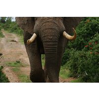 Adventure in Akagera Wildlife Park