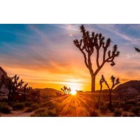 Joshua Tree Stargazing with Outlet Shopping from Los Angeles