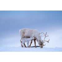 Spring Reindeer Calving Experience in Alta