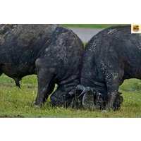 8 Day Private Safari Tour Across Tanzania’s Wildlife Wonders