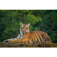 Delhi: Same Day Sariska National Park Tour with Tiger Safari
