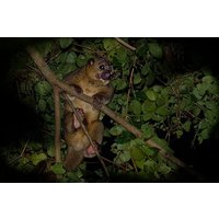 Jungle Night Walk