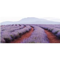 Bridestowe Lavender Farm Tour including Lunch