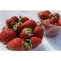 Winter Strawberry Picking & Tasting Experience (Near Sapporo)