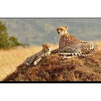 6 Day Masai Mara Lake Nakuru and Amboseli Safari Tour
