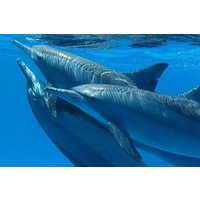 Dolphin House Adventure: Snorkeling with Lunch _ Hurghada