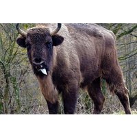 Bison Reserve and Salt Mine Europe's top Attractions Day Trip