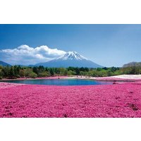 Day Trip to Lake Motosu Shibazakura Strawberry Picking from Tokyo