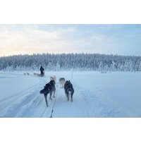 Husky Wild Running