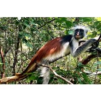 Jozani Forest Salam Cave and Paje Beach Adventure Tour