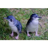 Otago Peninsula Scenery & Little Blue Penguins Evening Tour