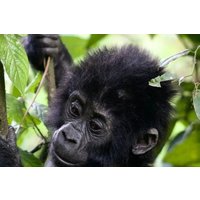 6 Days Primates and Wildlife Luxury Tour via Kigali