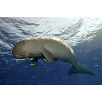 Coron Island Adventure Snorkeling Dugong Watching and More