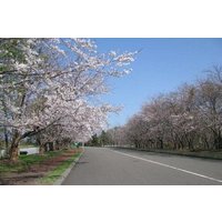 Hokkaido Otaru Cherry Blossoms Day Trip from Sapporo