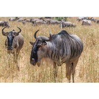 6 Day Mid Range Tanzania Migration Safari Tour