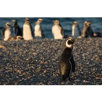 Puerto Madryn Full Day Excursion to Punta Tombo