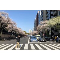 A Photo Shooting Hidden Gem Tour for Sakura Cherry Blossom Season