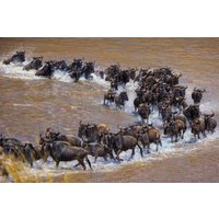 7 Days Group Safari to Mara, Nakuru, Hell's Gate & Amboseli Parks