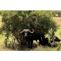 6-Day Masai Mara, Nakuru, Amboseli Safari