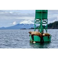 Sitka Scenic Marine Life & Seabirds Private Charter Eco-Tour