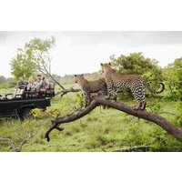 Full-Day Pilanesberg National Park Safari from Johannesburg