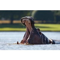 4 days (3 night) Ghana Elephants & Hippos Private Safaris