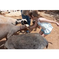 Naxian Farm Experience with hands on Cheese Making activity