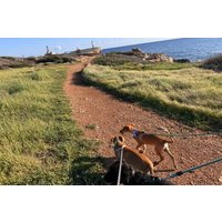 Sunset Beach Walk with Rescue Dogs at the Edro III Shipwreck