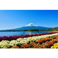 Arakurayama Cherry Blossom Five Story Pagoda and Oishi Park