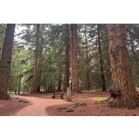 Private New Forest & Beaulieu Sightseeing from Southampton Cruise