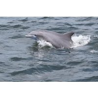1 Hour Jet Ski Dolphin Experience