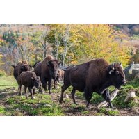 Full Day with a Trapper Hiking Fishing and Bison Visit